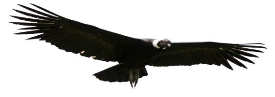 Condor Manufacturing Logo